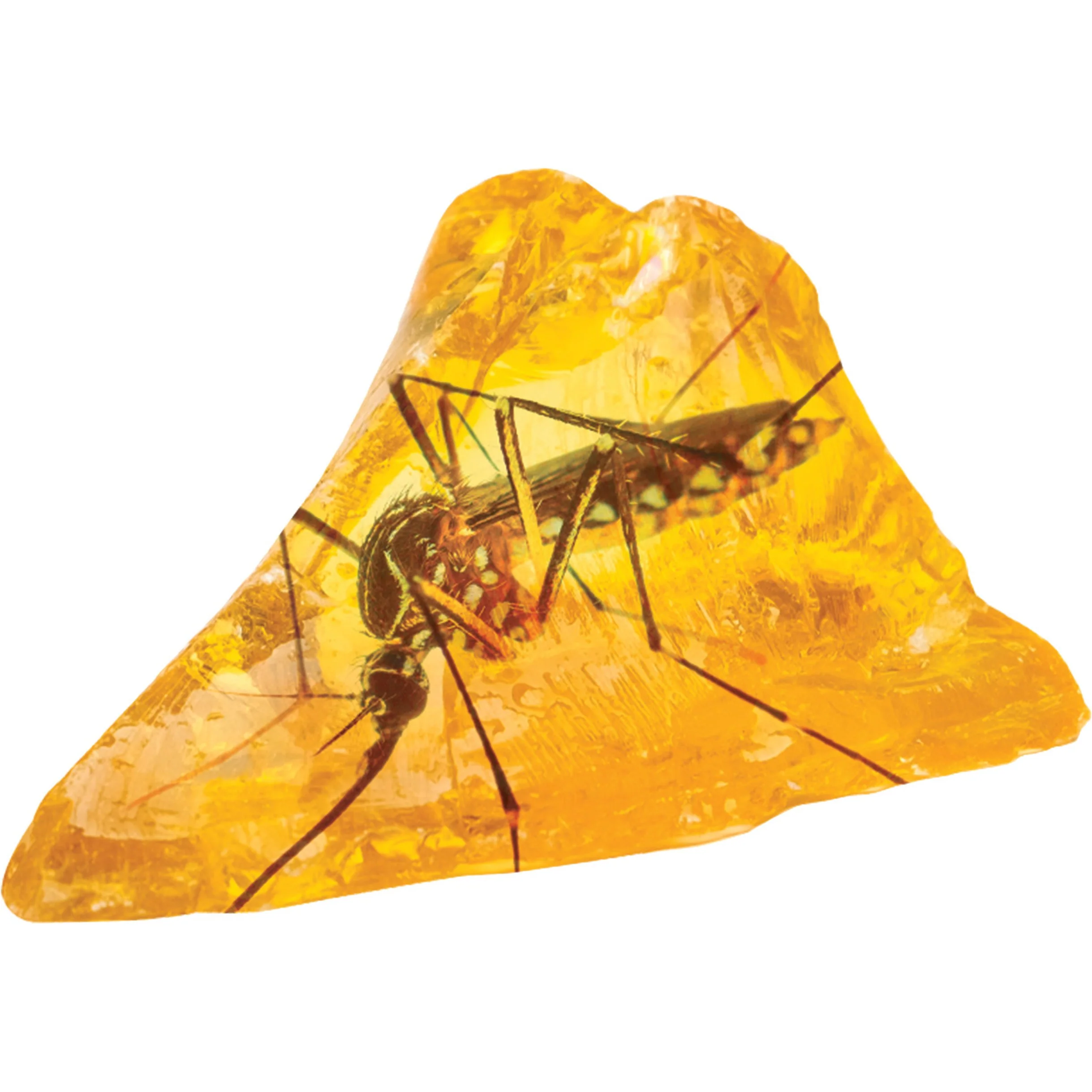 Smithsonian Amber Dig - Image 4