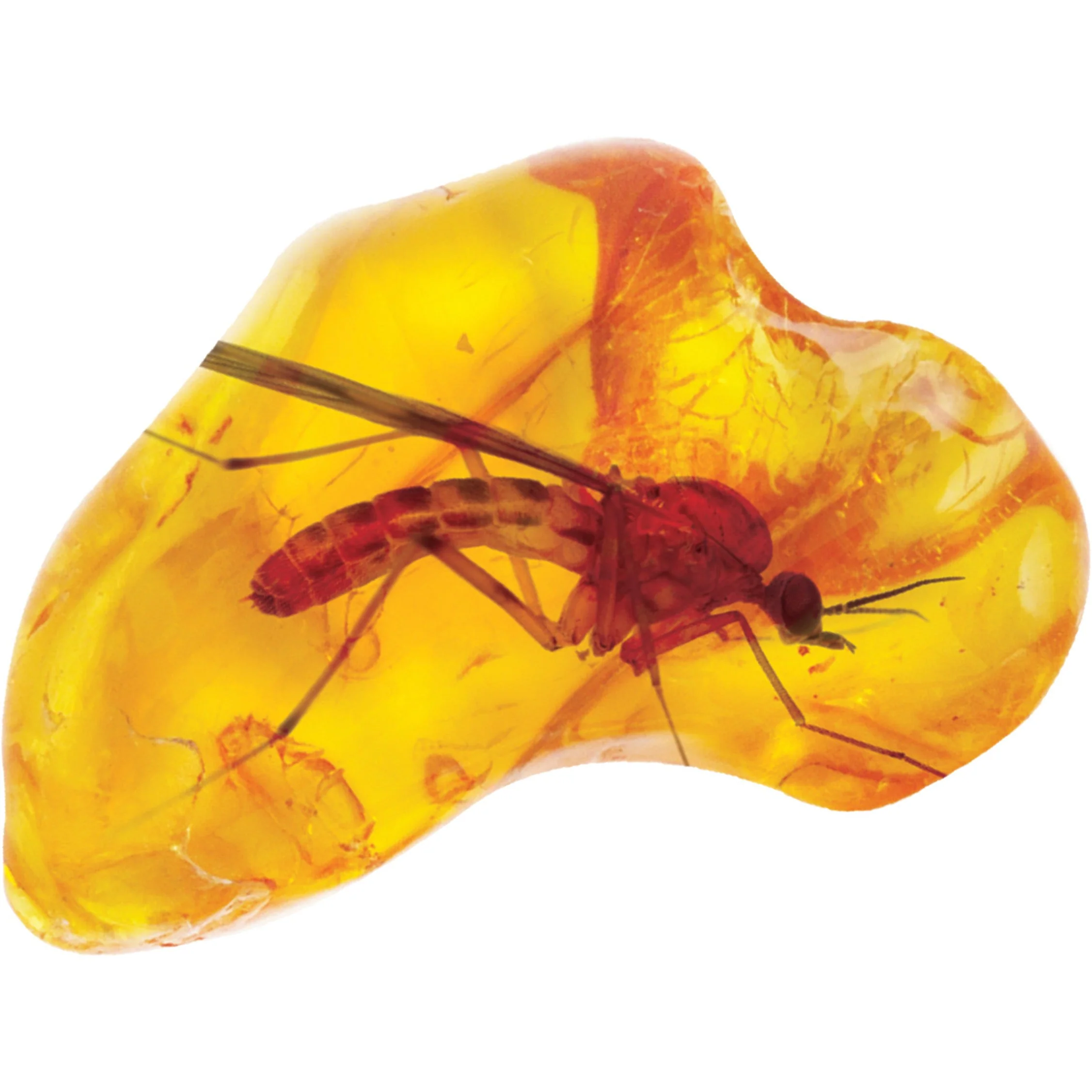 Smithsonian Amber Dig - Image 5