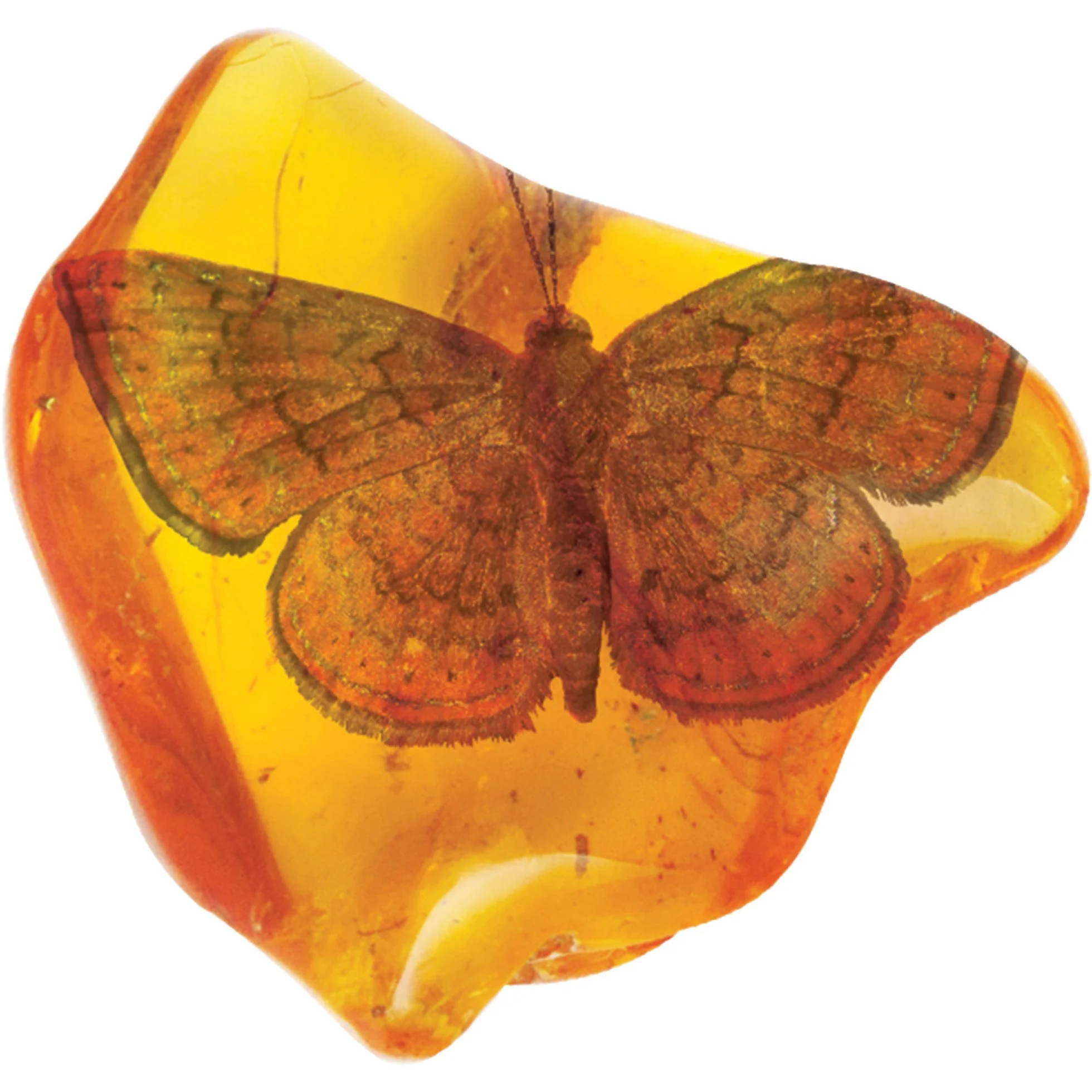 Smithsonian Amber Dig - Image 6