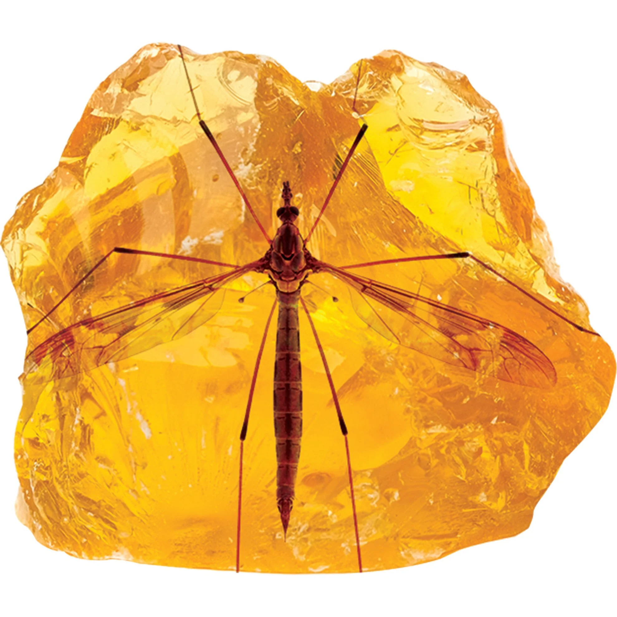 Smithsonian Amber Dig - Image 7